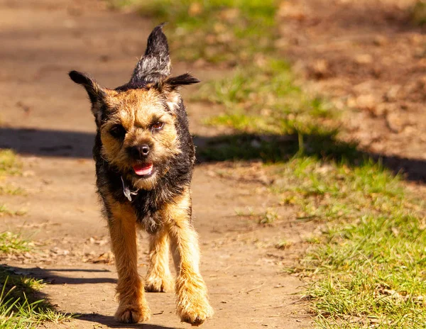 A close-up shot of a cute Border Terrier running towards the camera on a sunny day in the park