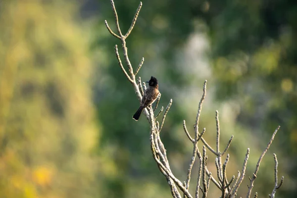 Селективный Снимок Скворцовой Птицы Сидящей Ветке Дерева — стоковое фото