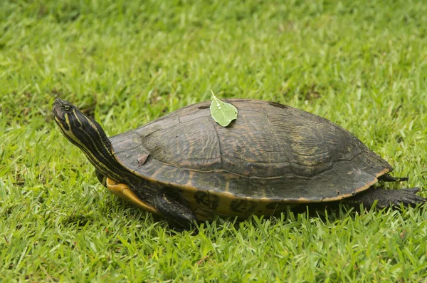 Nærbillede Skildpadde Græsplæne New Bern North Carolina - Stock-foto