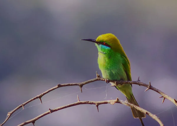 Closeup Shot Blue Cheeked Bee Eater Sitting Branch — Stock Photo, Image