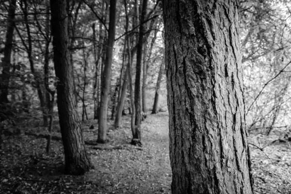 Cliché Niveaux Gris Tronc Arbre Rugueux Dans Une Forêt — Photo
