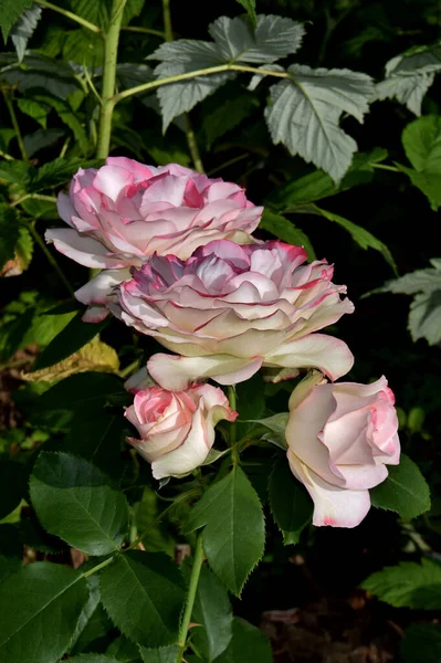 Tiro Vertical Rosas Príncipe Mônaco — Fotografia de Stock