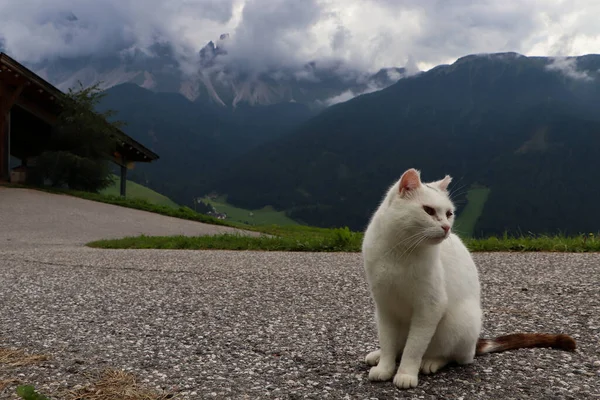 Gros Plan Beau Chat Blanc Dans Les Montagnes — Photo