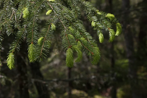 Eine Selektive Fokusaufnahme Von Europäischen Fichtenknospen Oder Picea Abies — Stockfoto