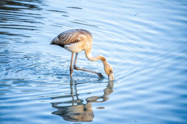 Vacker Större Flamingo Reflekteras Kropp Vatten Starkt Solljus — Stockfoto