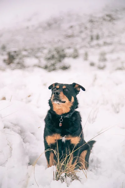 Piękne Ujęcie Psa Rottweilera Siedzącego Białym Śniegu Matroosberg Rpa — Zdjęcie stockowe