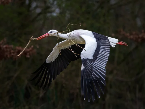 Krásný Záběr Létajícího Ptáka Bílého Čápa Větvičkou Tlamě Rozmazanými Stromy — Stock fotografie