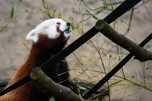 Közelkép Egy Gyönyörű Vörös Pandáról Amint Leveleket Eszik Egy Fán — Stock Fotó