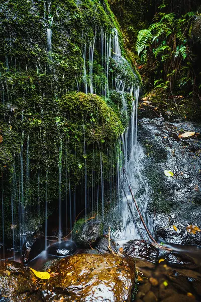 Colpo Verticale Corso Acqua Nella Foresta — Foto Stock