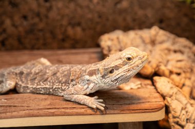 Teraryumun ahşap yüzeyinde sakallı bir ejderhanın yakın plan fotoğrafı.