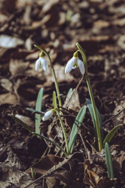 Bir kar damlasının dikey görüntüsü