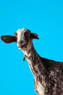 Mavi arka planda bir keçi dikey çekimi