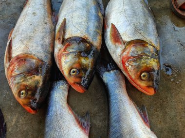 Pazardaki balıkların yakın plan çekimi.