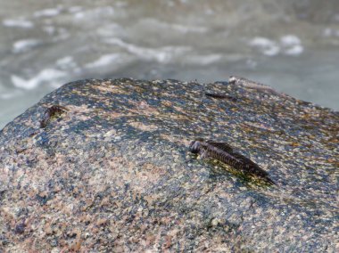 Bir tatlı su blensi (Sıtma Fluviatilis) bir kayanın üzerindeki balık
