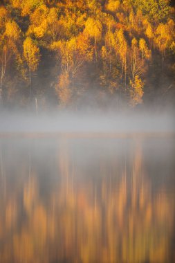 Suyun yansıttığı sisli bir günde ağaçların güneş ışığıyla aydınlanan dikey bir görüntüsü.
