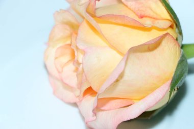 Beyaz bir yüzeye karşı sarı bir gülün yakın plan çekimi.