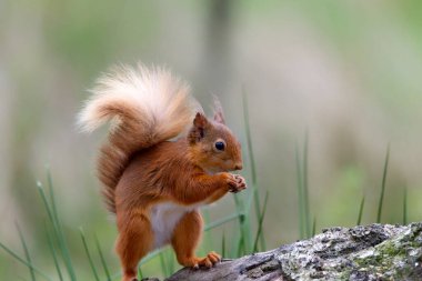 Şirin bir sincabın doğal ortamında çekilmiş yakın plan fotoğrafı.