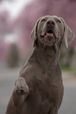 Bahar aylarında sevimli bir Weimaraner köpeğinin seçici odak noktası.