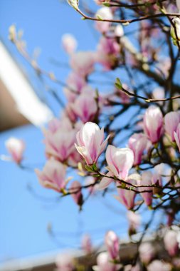 Mavi gökyüzüne karşı seçici bir manolya çiçeği