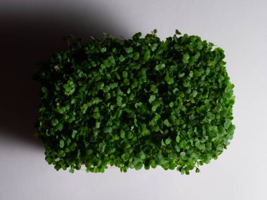 Beyaz düz bir yüzeye damlayan gölgelerden oluşan yakın çekim bebek yaprakları..