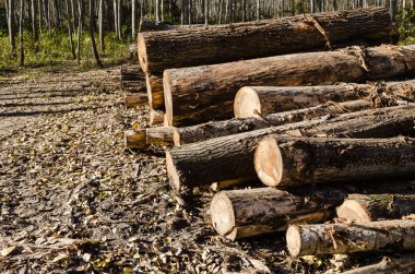 Sonbahar ormanlarında yol kenarında kesilmiş kavak ağaçları yığını.
