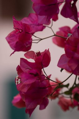 Bougainvillea çiçeğinin dikey yakın çekimi