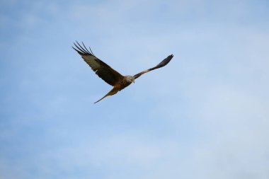 Mavi gökyüzünde kanatları açık uçan kırmızı bir uçurtmanın yakın çekimi.