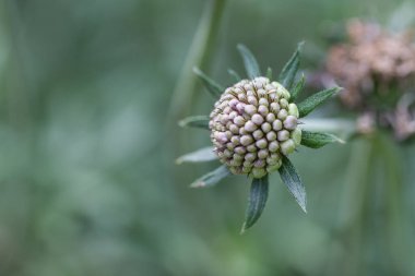 Bulanık arkaplanı olan bir scabiosa tomurcuğunun yakın çekimi