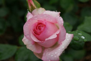 Parktaki güzel bir gülü yakından çek.