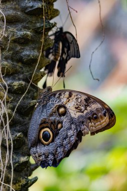 Ağaçtaki kahverengi kelebeğin dikey görüntüsü.