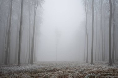 Sisli bir günde ormanda donmuş ağaçların manzarası.