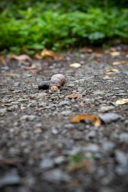 Yeşil çalıların yakınındaki bir yerdeki seçici bir salyangoz.