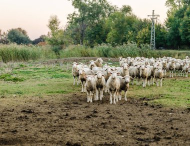 Sonbaharda çayırda otlayan bir koyun sürüsü.