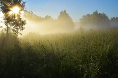 Çayırdaki yemyeşil bitkiler ve ağaçlar