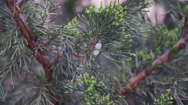 Bulanık arkaplanda bir thuja dalı