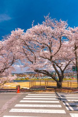 Parktaki kiraz ağaçlarının yakın çekimi.