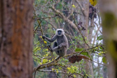 Nepal 'deki Chitwan Ulusal Parkı' nda ağaçtaki gri langur maymunu..