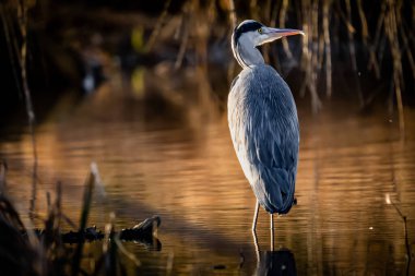 Parlak güneş ışığı altında bir su kütlesinin yanında duran aynı fikirde olan balıkçılın (Ardea cinerea) yakın çekimi