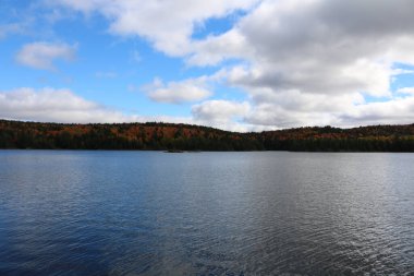 Arka planda orman olan bir göle yakın çekim.