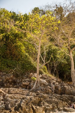 Yeşil ağaçların dikey görüntüsü