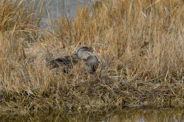 Çimenlerde dinlenen siyah ördeğin seçici bir odak noktası.