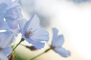 Bulanık arkaplanda Japon kirazının yakın plan çekimi.