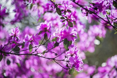 Bahçesinde yeşil yapraklar olan güzel bir Rhododendron çiçeğinin seçici odak noktası.