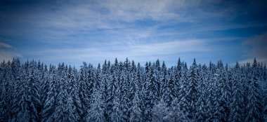 Norveç 'te açık mavi gökyüzü ile kışın kozalaklı bir orman