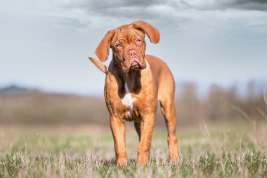 Çayırda dikilen Bordeaux köpeğinin yakın çekimi.