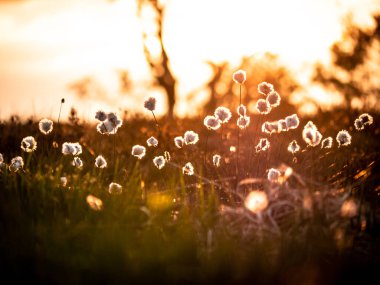 Eriophorum vajinatum 'a yakın çekim.