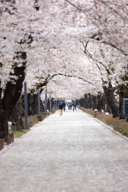 Parkta kiraz çiçekleriyle kaplı bir patikada yürüyen insanların dikey görüntüsü.