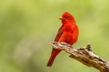 Ağaç dalında kırmızı bir kuşun yakın plan çekimi.