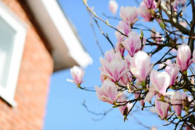 Mavi gökyüzüne karşı seçici bir manolya çiçeği