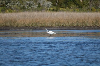 Gölde beyaz bir kuğu resmi.